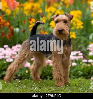 terrier gallese, sganciato Foto Stock