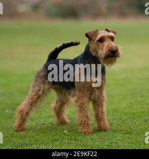 terrier gallese, sganciato Foto Stock