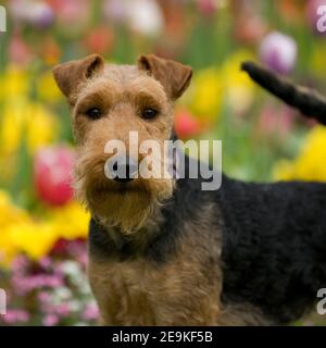 terrier gallese, sganciato Foto Stock