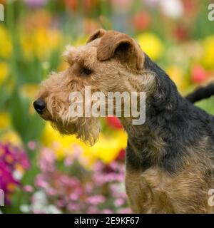 Welsh terrier Foto Stock