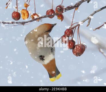 Primo piano di uccelli di Waxwing bohemian che si nutriscono di rosso granchio frutta sotto la neve leggera Foto Stock