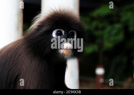 Una scimmia con foglie di Dusky con pelliccia grigio scuro e colore bianco macchie intorno agli occhi nel suo habitat naturale Foto Stock