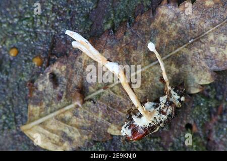 Cordyceps farinosa, chiamata anche Isaria farinosa, un fungo entomopatogeno dalla Finlandia che cresce parassita su un bozzolo di luna Foto Stock
