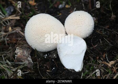 Lycoperdon pratense, chiamato anche Vascellum pratense, comunemente noto come Meadow Puffball, fungo selvaggio dalla Finlandia Foto Stock