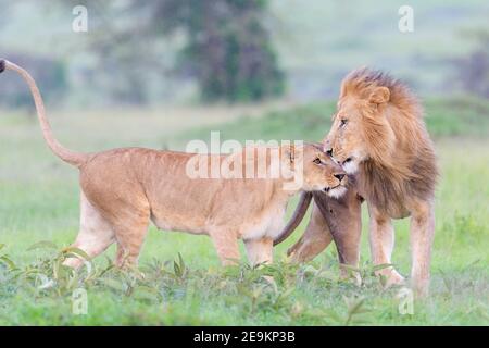 Leonessa (Panthera leo) saluto leone maschile sulla savana, Masai Mara National Reserve, Kenya. Foto Stock