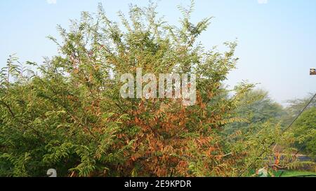 Fuoco selettivo su foglie morte o secche di Imli o Tamarindus indica pianta. Foglie morte di clima invernale estremamente freddo nel nord dell'India. Foto Stock