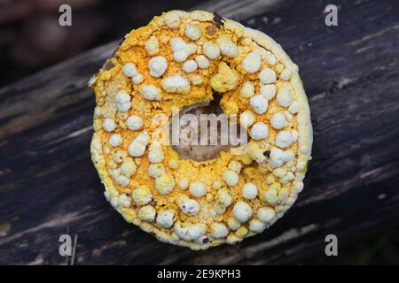 Hypomyces crisospermus, conosciuto come Bolete mangiatore o muffa di bolete, , un fungo parassita di ascomicete che cresce sui funghi di bolete Foto Stock