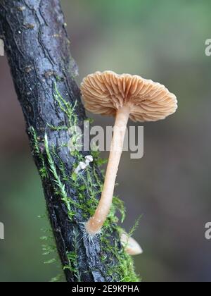 Tubaria conspersa, comunemente noto come il twiglet feltrato, fungo selvatico dalla Finlandia Foto Stock