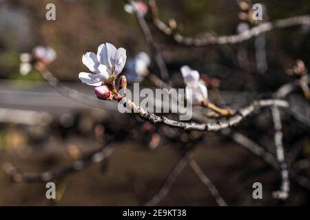 Fiori di mandorle, fiori, prunus dulcis, mandorle, Santiago del Teide, Tenerife, Isole Canarie, Spagna Foto Stock