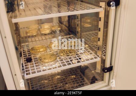 E. coli che cresce su una piastra peri. Prelevato da un campione di lattuga Foto Stock