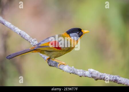 mesia Leiothrix argentauris profilo laterale Foto Stock