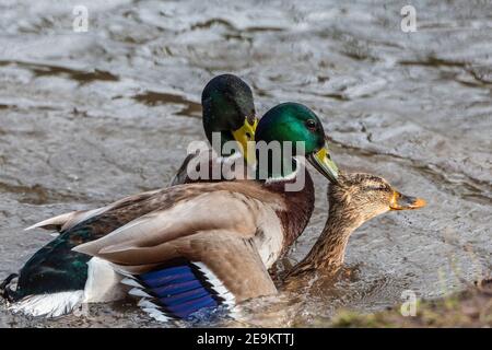 Un paio di drappi di mallard che allattano un'anatra femminile di mallard in acqua. Foto Stock