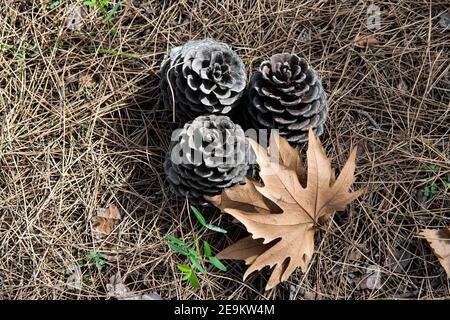 molti coni di pino giacenti per motivi stagionali tra numerosi pini aghi in un parco pubblico Foto Stock