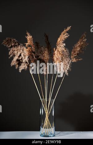 Erba secca di pampas in vaso trasparente di vetro su tavola bianca su fondo nero. Padelle soffici. Design ecologico alla moda Foto Stock