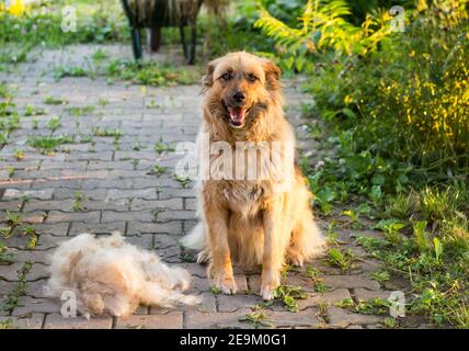 Un grande cane felice soffiato è seduto dopo aver sparato il loro lana all'aperto Foto Stock