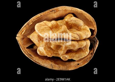 Juglans regia, noce comune, Walnuss, Nussbaum, primo piano, frutta (noci) con seme Foto Stock