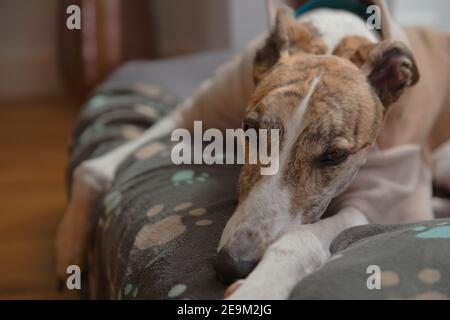 Il levriero dell'animale domestico adottato si deposita su una coperta del cane morbida decorata con stampe blu della zampa. Primo piano ritratto di un cane faccia sdraiata con zampe di fronte Foto Stock