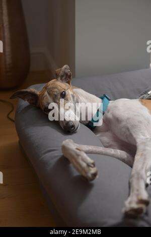 Il levriero dell'animale domestico adottato pone e guarda la macchina fotografica come lei si trova sul suo letto. La luce della lampada illumina i grandi occhi marroni. Interni della casa moderna. Foto Stock