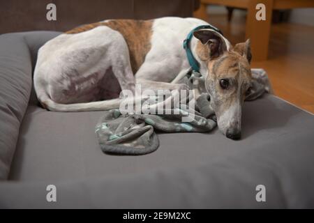 Spazio di copia nella metà inferiore di questa immagine, sopra il letto grigio del cane. Nella metà superiore un levriero di salvataggio dell'animale domestico sembra stanco mentre si ricci in su sulla sua coperta Foto Stock