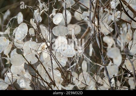 Teste di semina argentate di Lunaria annua. Onestà. Dollaro d'argento, seme di luna, corteccia di penny, fiore di penny, pence di Peter, Baccello satinato di denaro del Papa, dollaro d'argento Foto Stock