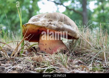 Il Bolete di Devils (Rubboletus satanas) è un fungo velenoso , una foto intorpiente Foto Stock