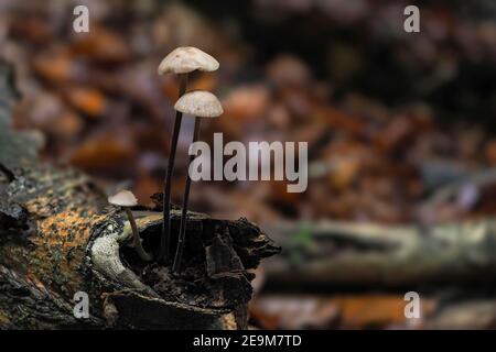 Il Paracadute d'aglio (Micetinis alliaceus) è un fungo commestibile , una foto intrestibile Foto Stock