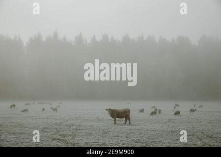 Una mucca in piedi e fissando in gregge di pecore pascolanti sul prato coperto di brina durante la mattina foggy Foto Stock