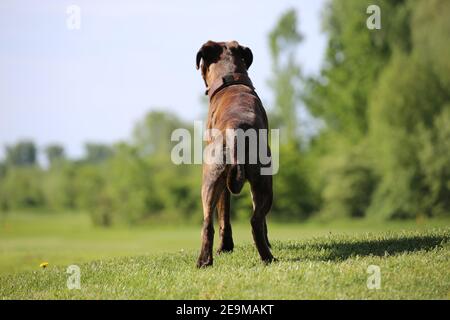 Tedesco Boxer cane Foto Stock