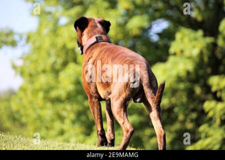 Tedesco Boxer cane Foto Stock
