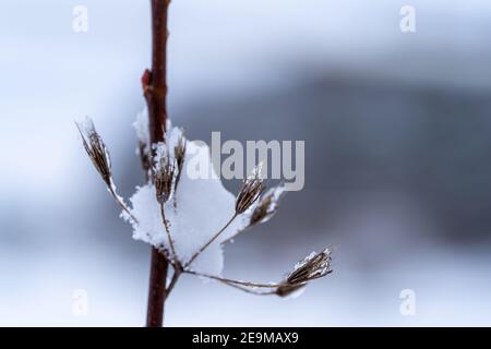 Yarrow comune coperto di neve in un paesaggio invernale Foto Stock