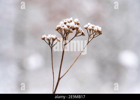 Yarrow comune coperto di neve in un paesaggio invernale Foto Stock