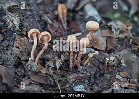 Il twiglet feltrato (Tubaria conspersa) è un fungo non commestibile , una foto intestibile Foto Stock