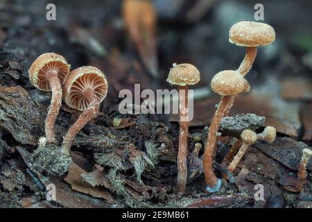 Il twiglet feltrato (Tubaria conspersa) è un fungo non commestibile , una foto intestibile Foto Stock