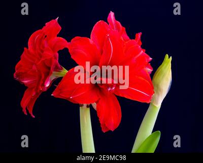 L'Amaryllis è una pianta bulbosa, con ogni bulbo di 5–10 cm di diametro. Ha diverse foglie verdi a forma di cinghia, lunghe 30–50 cm e larghe 2–3 cm, arr Foto Stock