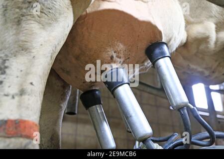 Mungitura di una mucca con macchina mungente Foto Stock