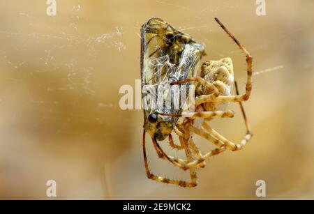 Spider cattura una farfalla sul suo web Foto Stock