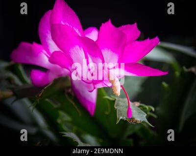 Schlumbergera è un piccolo genere di cactus, di cui 6 specie si trovano nelle montagne costiere del Brasile sud-orientale. Piante crescono su alberi o rocce in habi Foto Stock