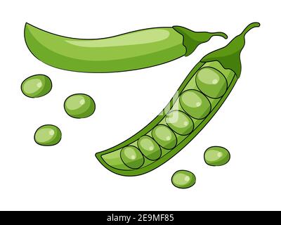 Illustrazione vettoriale dei piselli verdi isolata su sfondo bianco. Illustrazione Vettoriale