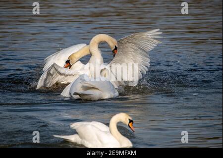 Uomini Swan che lottano per il territorio all'inizio del stagione di accoppiamento Foto Stock