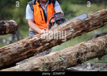 Lavoratore forestale taglio legno, Germania Foto Stock