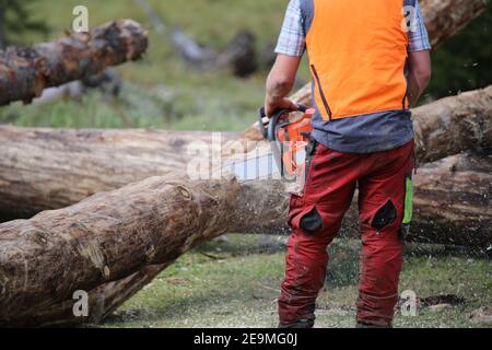 Lavoratore forestale taglio legno, Germania Foto Stock