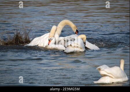 Uomini Swan che lottano per il territorio all'inizio del stagione di accoppiamento Foto Stock