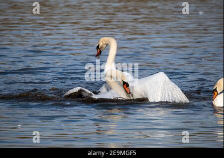 Uomini Swan che lottano per il territorio all'inizio del stagione di accoppiamento Foto Stock