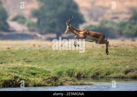 Impala (Aepyceros melampus) che salta sull'acqua, Chobe National Park, Botswana Foto Stock