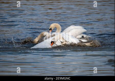 Uomini Swan che lottano per il territorio all'inizio del stagione di accoppiamento Foto Stock