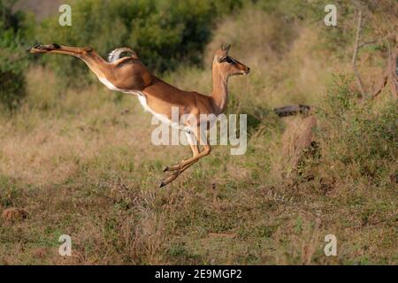 Impala (Aepyceros melampus), leaping, Hluhluwe iMfolozi game Reserve, Sudafrica Foto Stock