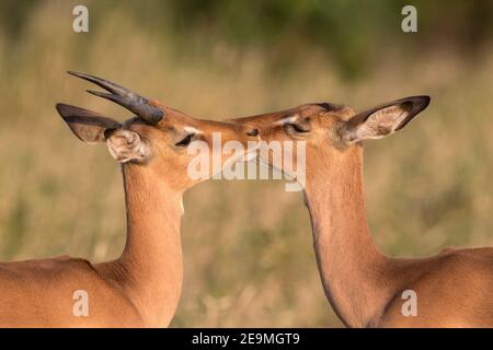 Impala (Aepyceros melampus) allogroming, Hluhluwe iMfolozi game Reserve, Sudafrica Foto Stock