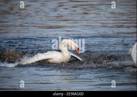 Uomini Swan che lottano per il territorio all'inizio del stagione di accoppiamento Foto Stock