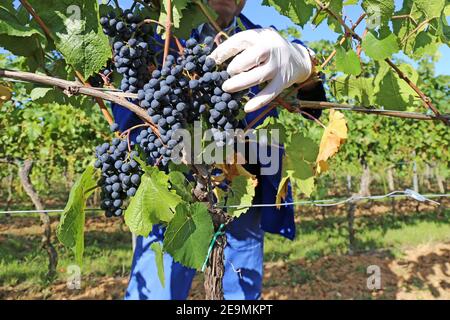 Vendemmia: Vendemmia a mano di uve Pinot Nero e Pinot Grigio Foto Stock