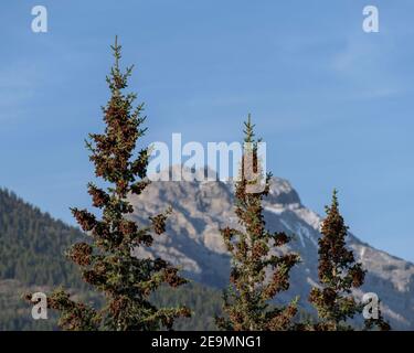 Tre alberi carenati di cono di pino sullo sfondo di Una montagna nelle Montagne Rocciose canadesi Foto Stock